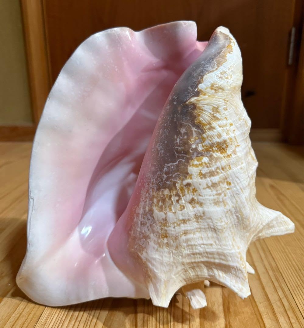 希少最大級肉厚古代桃色法螺貝（ピンク貝）法螺貝 ほら貝 希少古代特大